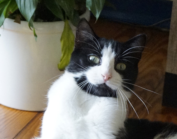 Katze mit Spielgesicht