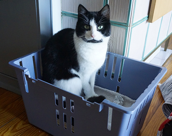Katze in Transportkorb
