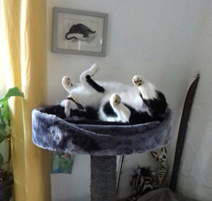 Katze in Kratzbaumliege