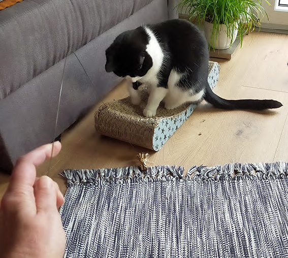 Der Catdancer ist nur eines von vielen Lieblingsspielzeugen von Jamie und Emma Katze spielt mit Mensch und Catcharmer