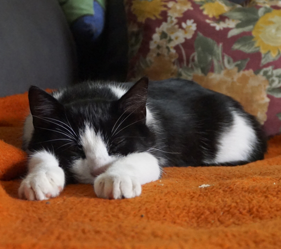 Katzenverhaltensberatung für entspannte Menschen und Katzen Entspannt liegende Katze