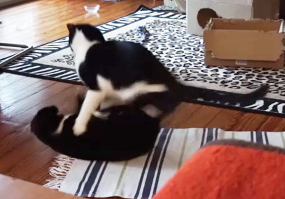 Ernsthafte Kämpfe gefährden die Beziehung zwischen Katzen Kämpfende Katzen