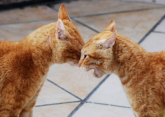 Diese beiden unkastrierten Kater drohen sich gegenseitig an. Foto: Marlen Almasbegy Drohende Katzen