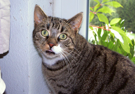 Flehmende Katze