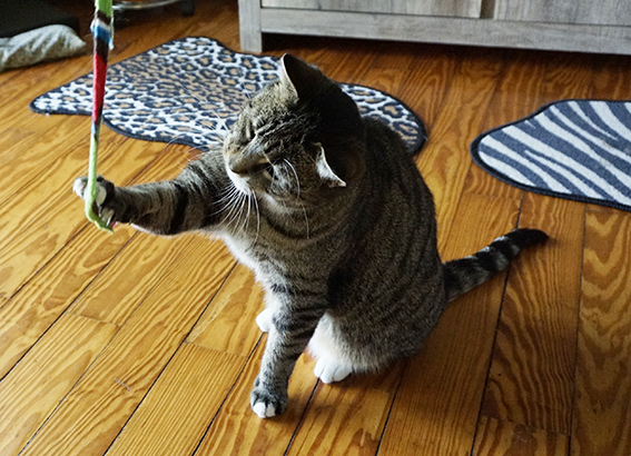 Eine Katzenangel lässt sich schnell selbst herstellen, oder man nimmt wie hier den Cat-Charmer Katze spielt mit Katzenangel