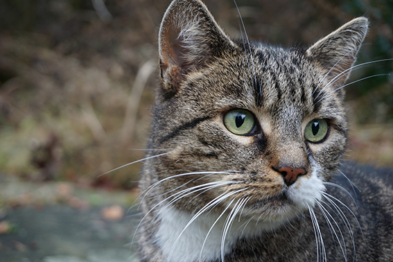 Katzen nehmen ihre Umwelt anders wahr als wir Katzenkopf