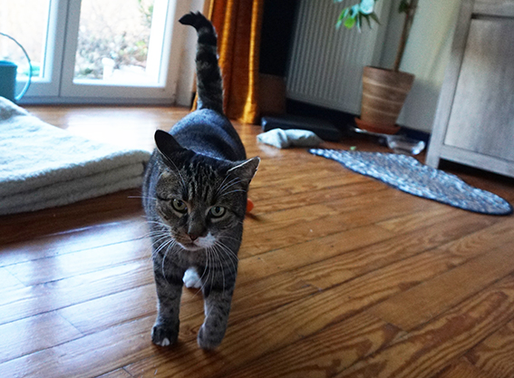 Katze blickt ungehalten