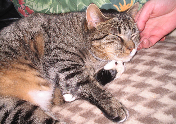 Kato musste ich erst von den Vorteilen meiner streichelnden Hand überzeugen, später genoss er es sichtbar Katze wird gestreichelt