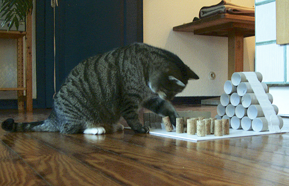 An einem Fummelbrett werden Erfolge sofort belohnt Katze mit Denkspiel