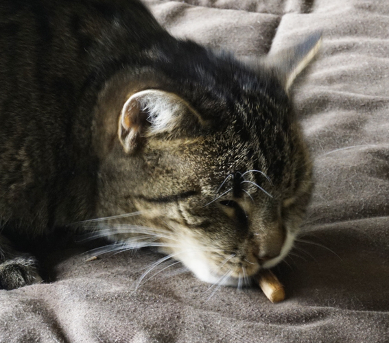 Die Verzückung über den Wohlfühlduft ist Kato anzusehen Verzückte Katze mit Matatabi