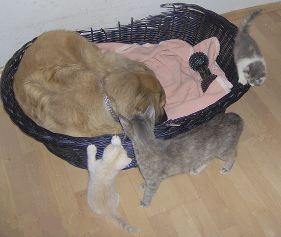 Auch Hunde können Freunde sein Katzen und Hund