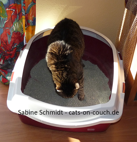 Katze scharrt in Katzenklo
