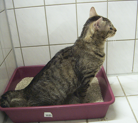 Findus akzeptiert offenbar sein recht kleines Klo im Tierheim Katze auf Katzenklo