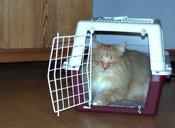 Bruno verreist gerne Katze liegt entspannt in Transportkorb