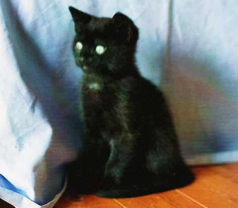 Kater Ali