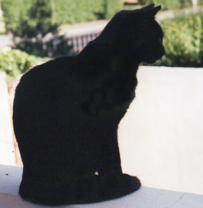 Kater Ali