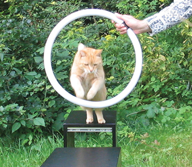 Katze Christa