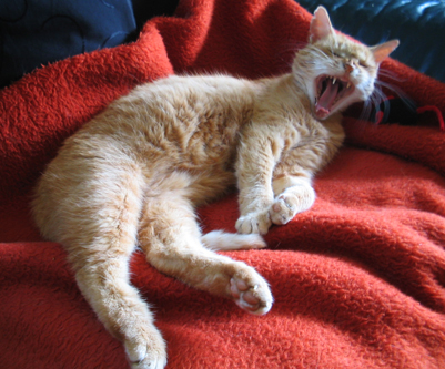 Katze Christa
