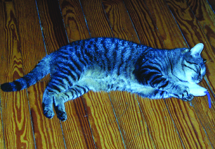 Kater Eddie