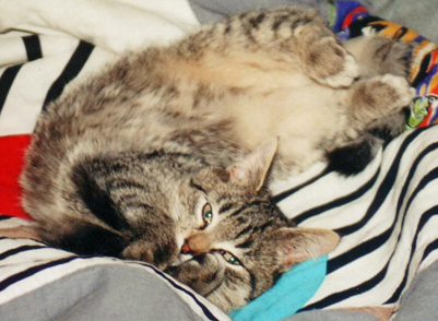 Kater Eddie