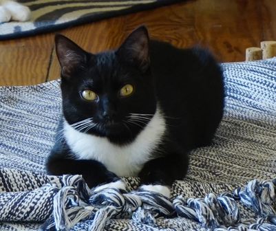 Katze Emma