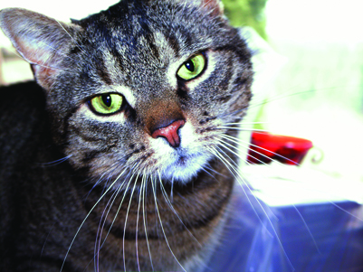 Kater Floh