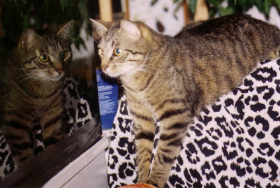 Kater Floh