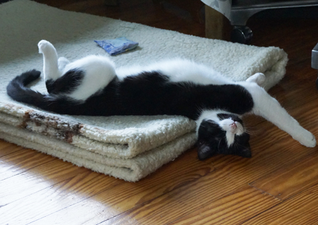 Kater Jamie