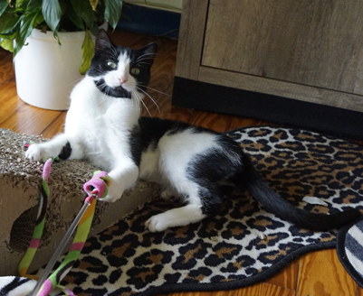 Kater Jamie