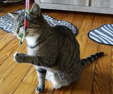 Kater Kato