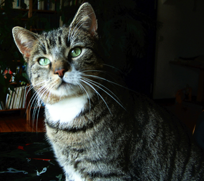 Kater Kato