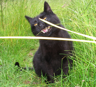 Kater Leon