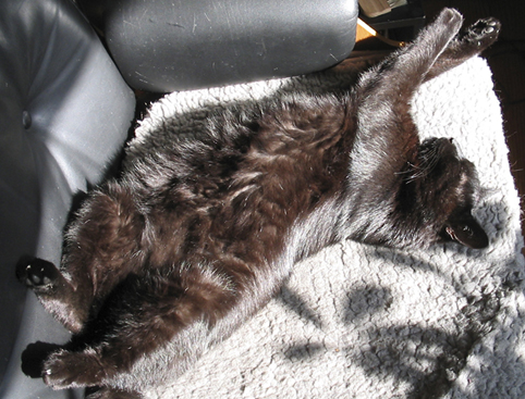 Kater Leon