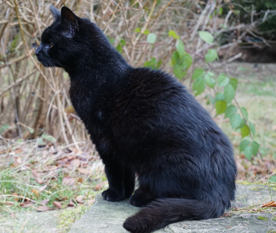 Kater Paulchen