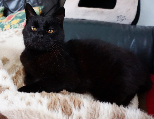 Kater Paulchen