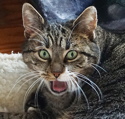 Katzenprobleme und Problemkatzen