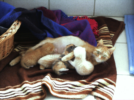 Unterernährte Katzenmutter mit Kitten im Tierheim Säugende Katzenmutter