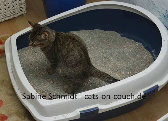 junge Katze auf Katzenklo