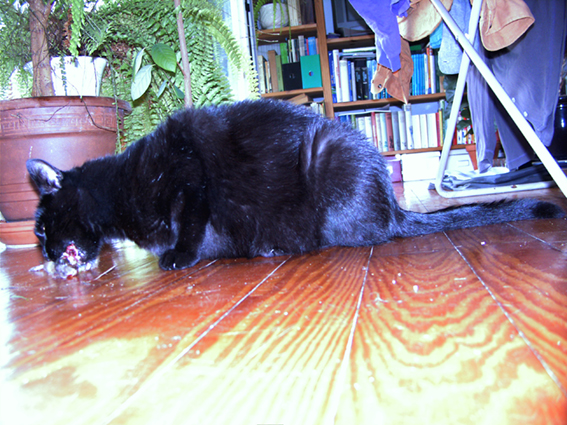 Katze frisst Maus