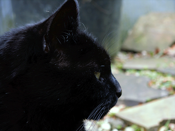 Schwarze Katze