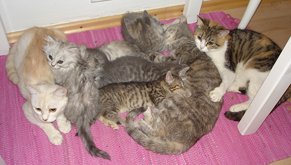 Eine Kindheit mit vielen freundlichen Artgenossen ist vorteilhaft Katzenfamilie