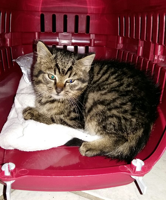 Der Einzug in ein neues Zuhause ist für die meisten Katzen eine Tragödie Junge Katze in Transportkorb
