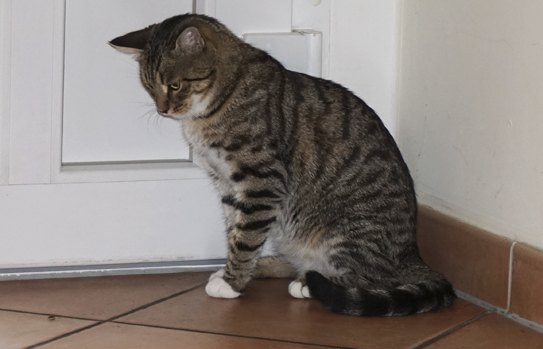 typisches Katzenverhalten