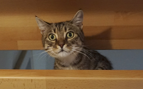 Nicht jede Katze passt in jeden Haushalt Katze auf offener Treppe