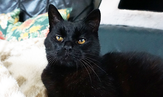 Katzen gelten gemeinhin als anspruchslos, sind es aber nicht Katze blickt erwartungsvoll