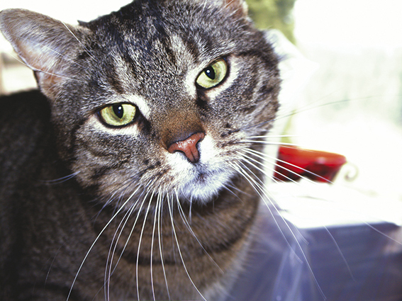 "Geh Fisch und Wurst kaufen!" Katzenportrait