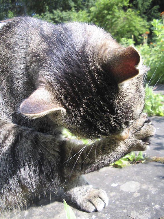 Eine echte Katzenwäsche ist sehr gründlich Katze putzt sich