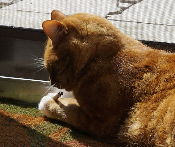 Auch Riaan ist von Matatabi angetan, erst wird geschnuppert ... Katze mit Matatabi