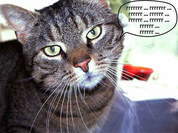 Schnurrende Katze