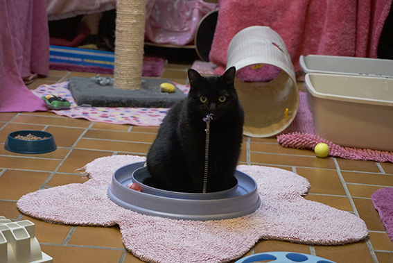 Katze sitzt in gut eingerichtetem Tierheimzimmer